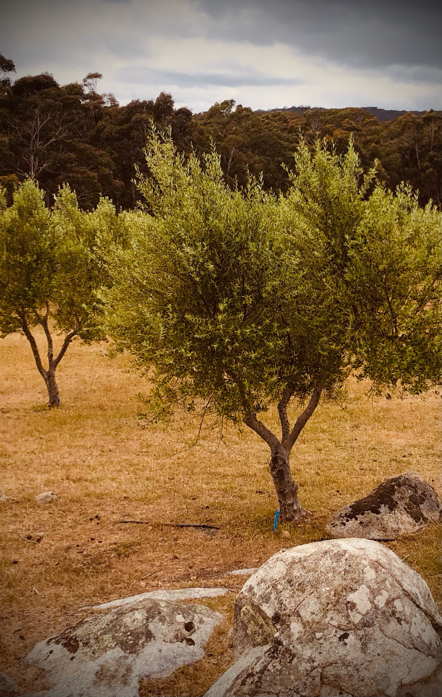 Olive tree detail, daylight