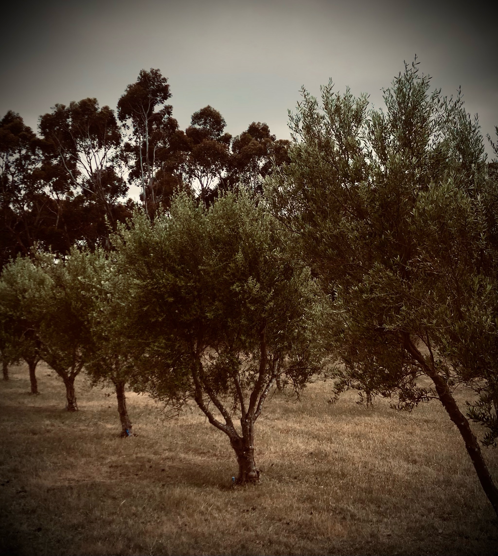 Olive trees among granite stones at Cobaw Ridge